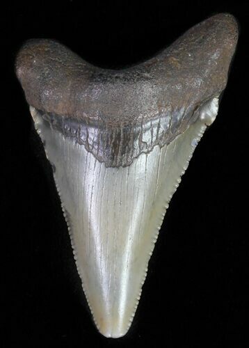 Serrated, Angustidens Tooth - Megalodon Ancestor #61855
